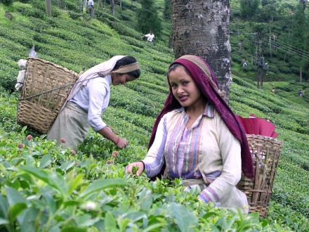 Service Provider of Himalayan Harmony New Delhi Delhi 